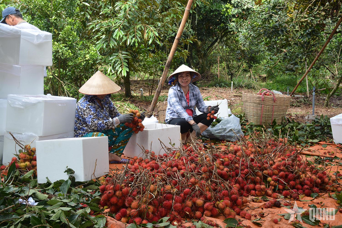 Xuất khẩu mặt hàng trái cây và rau quả tiếp tục tăng trưởng tốt.