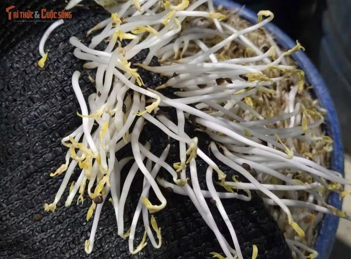 Các đối tượng sản xuất giá ngậm hóa chất nhằm làm rễ giá ngắn lại, giúp thân giá phát triển to, mập, tăng trọng lượng.