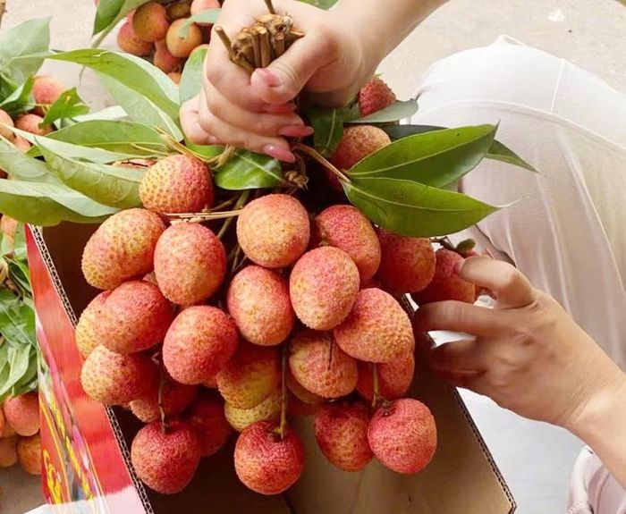 Vải u trứng của anh Nguyễn Hữu Tuấn bán với giá 300.000 đồng/kg.
