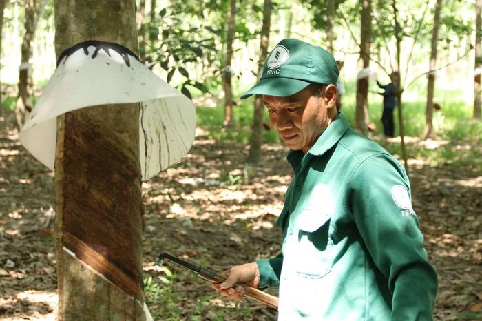 Công nhân khai thác mủ cao su tại khu vực giáp biên giới thuộc Công ty cổ phần Cao su Tân Biên.