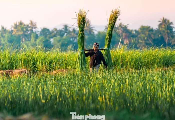  Điều khiến nhiều người làm nghề ở Hoài Nhơn Bắc trăn trở nhất hiện nay là lớp trẻ ngày càng ít gắn bó với nghề, một phần bởi do công việc vất vả và thu nhập không ổn định. Ảnh: Văn Hải 