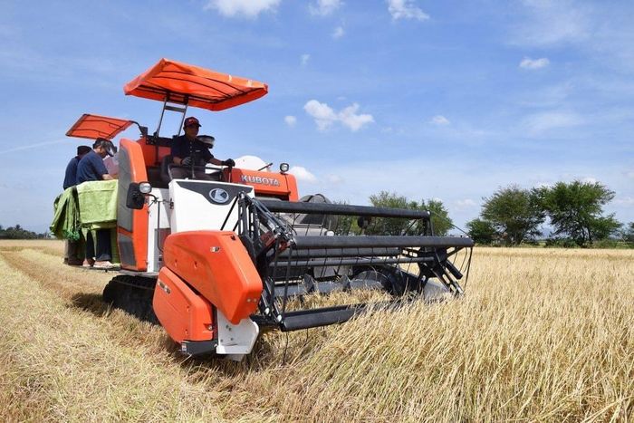 Vào mỗi mùa thu hoạch thường xuất hiện vấn nạn “bảo kê” máy gặt lúa để trục lợi bất chính. (Ảnh minh họa).