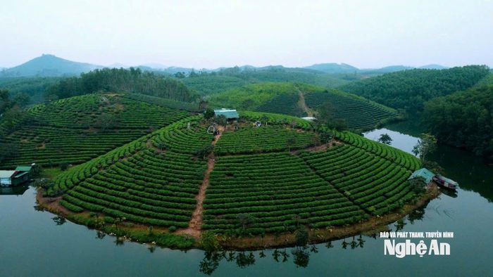 Đảo chè Cầu Cau xã Hoa Quân một thời được ví như Vịnh Hạ Long xứ Nghệ. Ảnh: Vĩnh Hoàng