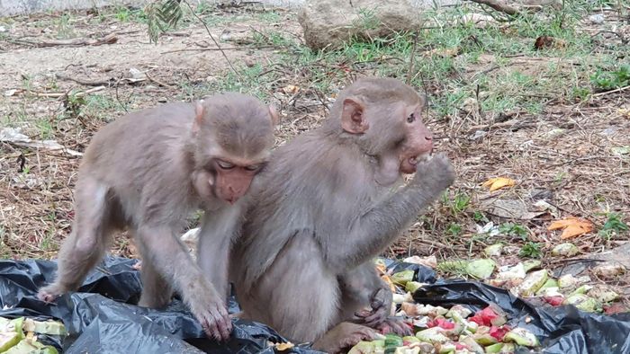 Người dân vẫn cho khỉ ăn bất hợp pháp và bỏ lại túi đựng đồ bên đường Lê Văn Lương. 