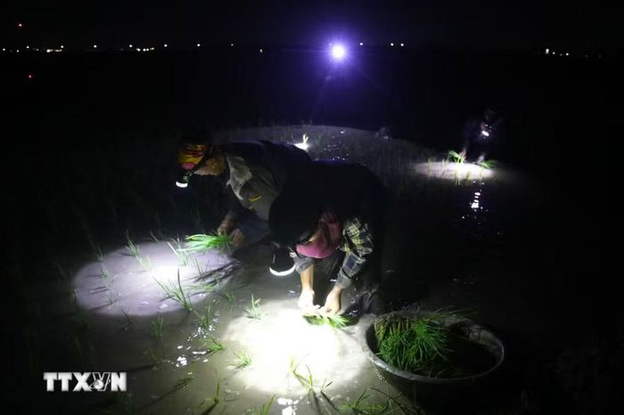 Từ 19-22h là khung thời gian cao điểm nông dân lựa chọn để ra ruộng cấy lúa do khí hậu mát mẻ, có gió nên nhiệt độ giảm mạnh, nước trên mặt ruộng đã nguội. (Ảnh: Xuân Tiến/TTXVN)