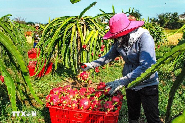  Trong lĩnh vực trồng trọt và bảo vệ thực vật, dự án luật phân quyền thẩm quyền kiểm tra nhà nước về chất lượng thuốc bảo vệ thực vật nhập khẩu của Bộ trưởng, Bộ Nông nghiệp và Môi trường cho chủ tịch ủy ban nhân dân cấp tỉnh thực hiện. Ảnh minh họa. (Nguồn ảnh: TTXVN) 