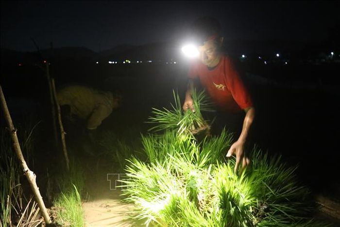 Hàng chục khóm lúa non đủ tuần tuổi, đang vào giai đoạn phát triển được nông dân chuyển lên tấm ván gỗ hoặc tấm xốp để vận chuyển ra ruộng cấy.