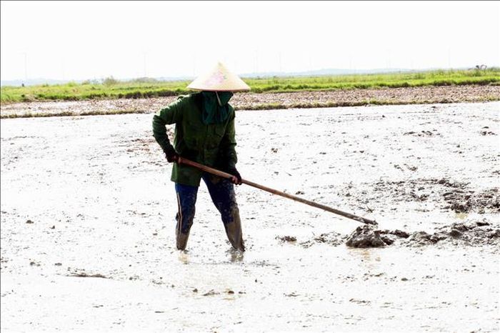 Người nông dân tỉnh Quảng Trị mặc kín để chống chọi với nắng nóng khi đi làm đồng.