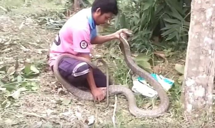 Con rắn hổ mang chúa dài 3,3 mét.
