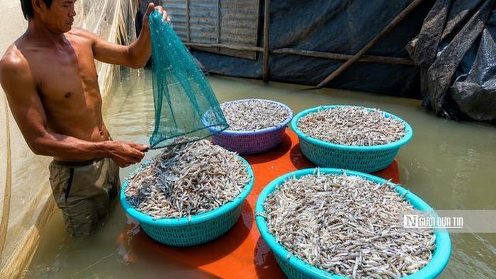 Người lớn vẫn miệt mài lao động với mong muốn con em mình có điều kiện học hành, có tương lai ổn định hơn.