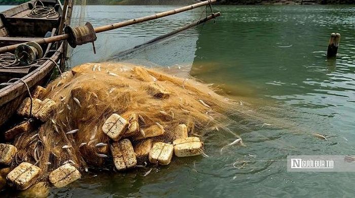 Thành quả của một ngày lao động đôi khi chỉ là vài ký cơm, cá mè hay cá lóc còn tươi rói trong khoang ghe. Số cá đánh bắt được sẽ được bán cho thương lái hoặc mang ra các chợ địa phương tiêu thụ. Những hôm gặp luồng cá lớn, thu nhập đủ để trang trải cuộc sống gia đình. Nhưng cũng không ít ngày, người dân trở về với chiếc ghe gần như trống rỗng.