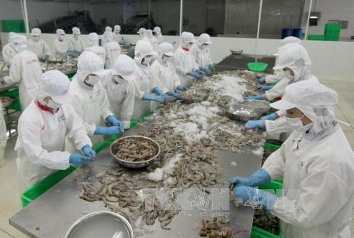 Chế biến tôm đông lạnh xuất khẩu tại nhà máy của Công ty Cổ phần Thủy sản Minh Hải, thị xã Giá Rai, tỉnh Bạc Liêu. Ảnh: Vũ Sinh–TTXVN