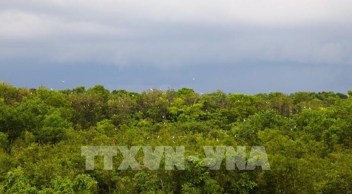 Nhiều loài chim quý tìm về trú ngụ tại Khu du lịch sinh thái Mùa Xuân. Ảnh: Nguyễn Hằng - TTXVN