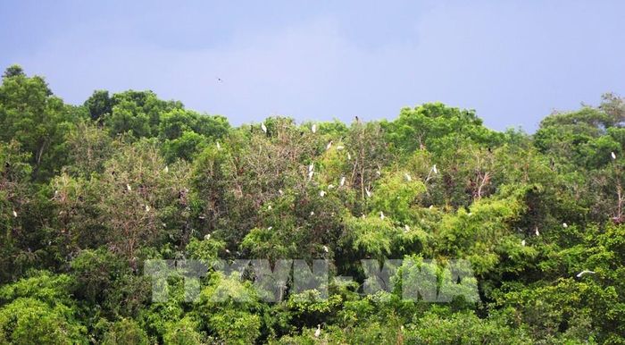 Nhiều loài chim quý tìm về trú ngụ tại Khu du lịch sinh thái Mùa Xuân. Ảnh: Nguyễn Hằng - TTXVN