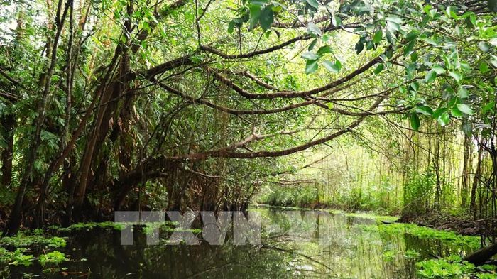Những con kênh nhỏ uốn lượn, bên trên là thân cây to rợp bóng, dệt nên một bức tranh thiên nhiên hoang sơ đầy mê hoặc tại Khu du lịch sinh thái Mùa Xuân. Ảnh: Nguyễn Hằng - TTXVN