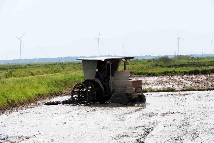 Tỉnh Quảng Trị chú trọng sản xuất liên kết trong vụ Hề Thu để tạo đầu ra ổn định, giúp người dân tiếp cận nguồn vốn, các tiến bộ khoa học kỹ thuật và quy trình sản xuất hiện đại. Ảnh: Tá Chuyên - TTXVN 
