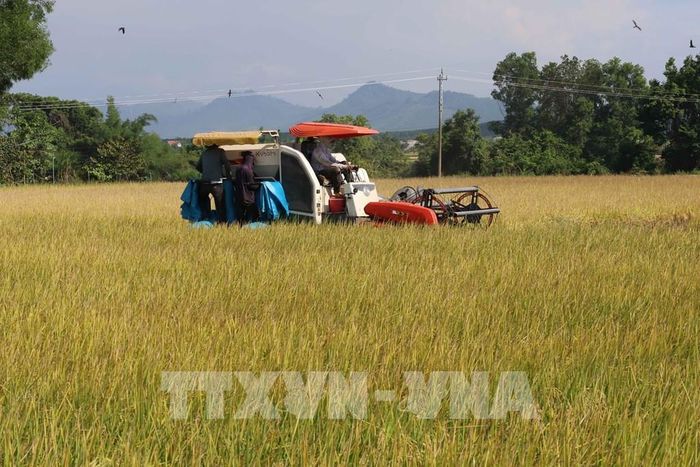 Nông dân đội 2, HTX 714, Ea Pal (Đắk Lắk) thu hoạch lúa ST 25 vụ đông xuân 2025 - 2026. Ảnh: Hải Âu - TTXVN