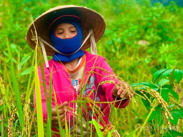 Lúa rẫy mang hương thơm đặc trưng, vị đậm đà và giá trị dinh dưỡng cao. Ảnh: Nguyễn Dương