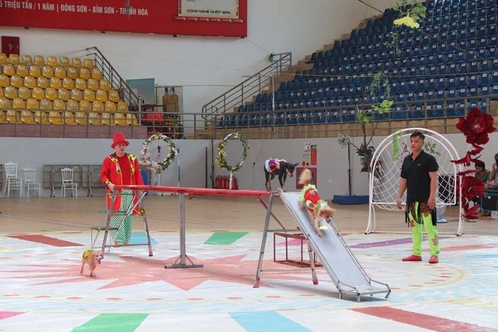 Tiết mục xiếc biểu diễn tại chương trình