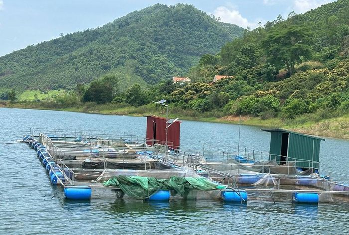  Nuôi cá lồng trên hồ Cấm Sơn. 