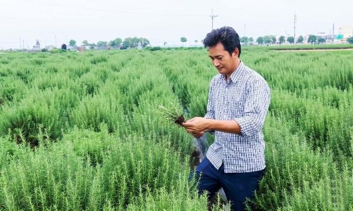 Anh Lê Tiến Thành theo dõi sự phát triển của cây hương thảo.