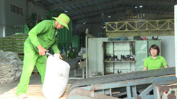 Bà Nguyễn Thị Thúy Hương, Phó Bí thư Chi bộ Công ty TNHH ThaiBinh Seed Miền Trung - Tây Nguyên kiểm tra quy trình sản xuất. Ảnh: ĐẠI QUANG