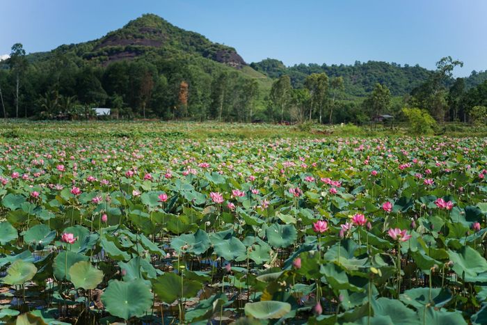 Hồ sen Trà Lý rộng gần 35ha thuộc khu vực hồ điều tiết Phú Lộc, có hệ thống rừng phòng hộ bao quanh. Ảnh: SƠN - UYÊN