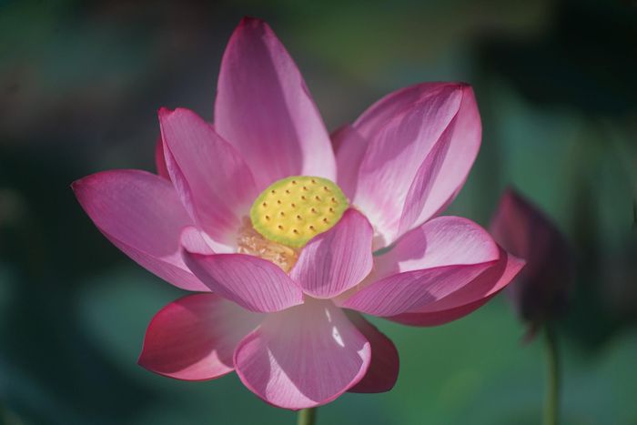 Ảnh: SƠN - UYÊN