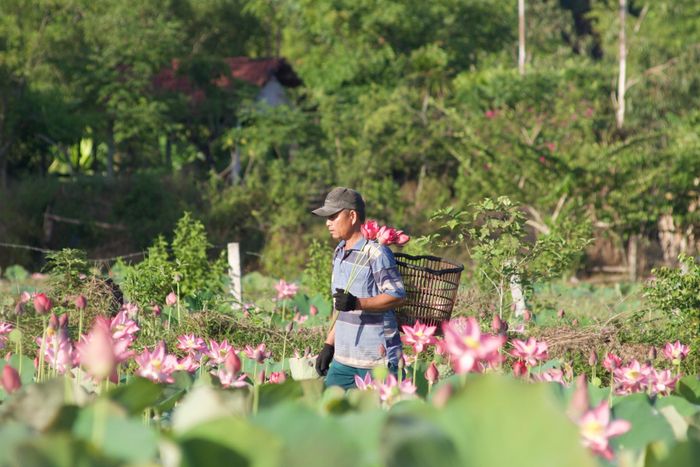 Những diện tích sen chuyên canh ở Trà Lý là nguồn thu nhập để nông dân địa phương ổn định cuộc sống. Ảnh: SƠN - UYÊN