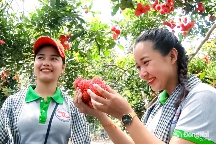 Khách du lịch tham quan và trải nghiệm hái trái cây tại vườn. Ảnh: Minh Anh