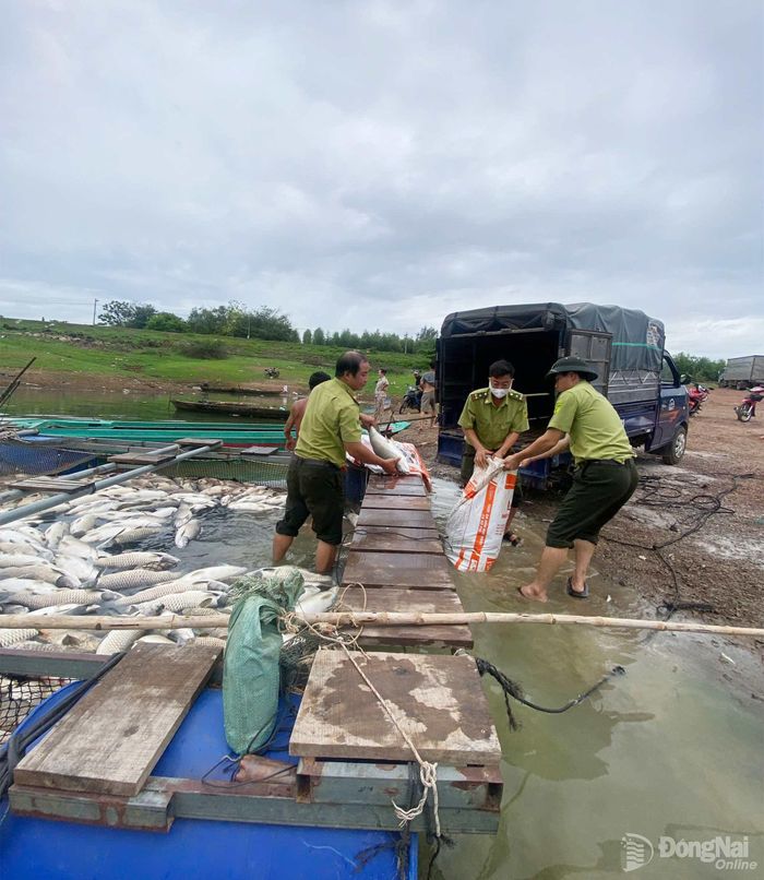 Cơ quan chức năng thống kê, hỗ trợ người dân xử lý cá chết. Ảnh: Thịnh Lê