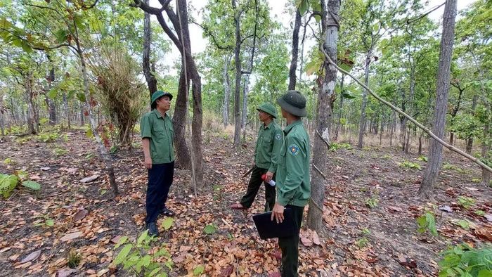 Lực lượng quản lý, bảo vệ rừng chuyên trách tuần tra, bảo vệ rừng biên giới Ia Mơ. Ảnh: N.D