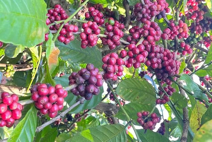 Giá cà phê không biến động trong ngày 1-6. Ảnh: M.T