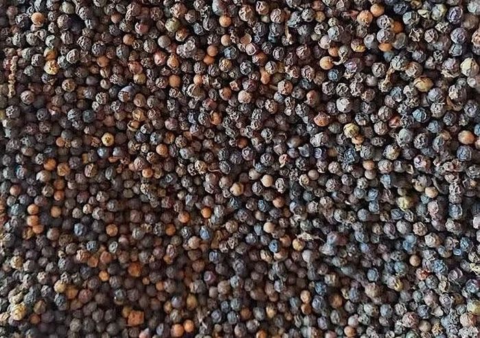 Giá hồ tiêu tiếp tục giảm 2.000-3.000 đồng/kg so với tuần qua. Ảnh: M.T