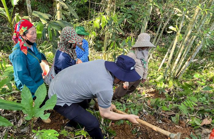 Hướng dẫn các hộ dân kỹ thuật trồng cây dược liệu dưới tán rừng.