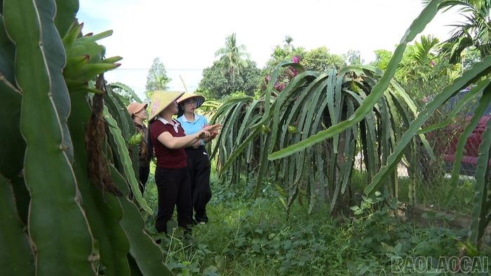 Thanh long ruột đỏ đang mở ra triển vọng phát triển bền vững.