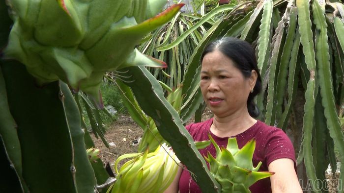 Mô hình thanh long ruột đỏ của gia đình bà Phạm Thị Khanh đang sinh trưởng và phát triển tốt.