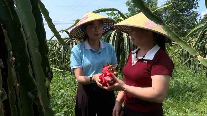 Mô hình trồng thanh long ruột đỏ của gia đình chị Nguyễn Thị Phương Loan đem lại hiệu quả kinh tế cao.