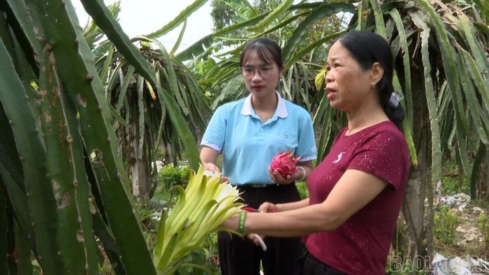 Nhiều hộ dân đã mạnh dạn mở rộng diện tích trồng thanh long ruột đỏ.