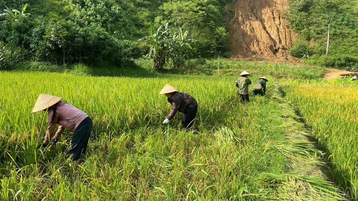 Mùa gặt ở thôn Khe Gầy, xã Yên Bình (thôn có hơn 85% là đồng bào dân tộc Cao Lan sinh sống).