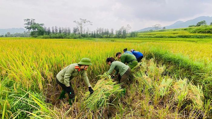 Công an xã Lương Thịnh giúp người dân gặt lúa.