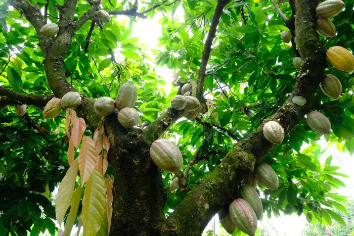 Mô hình phát triển ca cao phục vụ cho chế biến tại các xã phía Nam Lâm Đồng đang được người dân nhân rộng