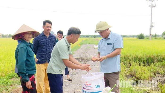 Vụ lúa Xuân thắng lợi là động lực cho nông dân tái đầu tư sản xuất trong vụ Mùa. (Trong ảnh: Cán bộ HTX Vân Trà, phường Yên Thắng cùng bà con nông dân đánh giá năng suất lúa vụ Xuân).