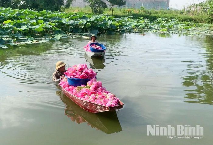 Người dân hái sen bách diệp trên đầm phục vụ ướp trà sen.