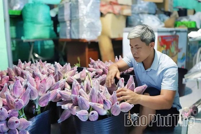Các bông sen đã được ướp trà, chuẩn bị đưa vào buồng sấy lạnh.