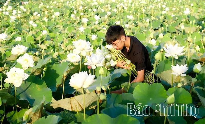 Người dân thu hái sen buổi sớm.