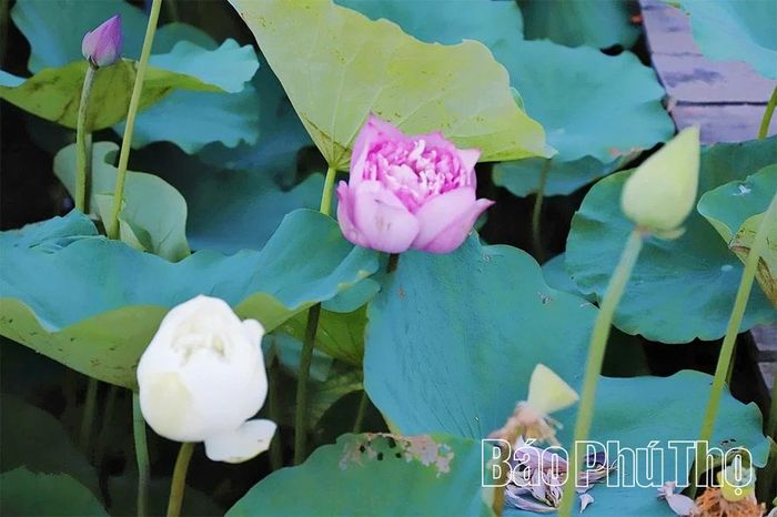 Hai giống sen Quan Âm trắng và đỏ.