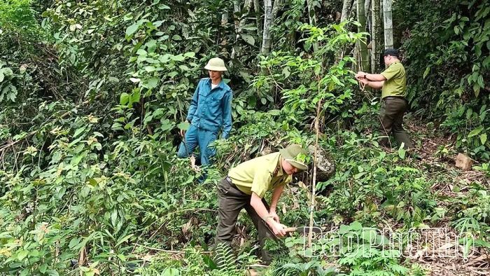 Cán bộ kiểm lâm phối hợp tổ bảo vệ rừng và phòng chống cháy rừng xóm Sưng, xã Cao Sơn phát dọn thực bì.
