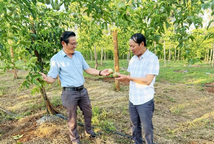 Anh Nguyễn Văn Thuẫn (trái) luôn sẵn sàng chia sẻ kinh nghiệm và hỗ trợ kỹ thuật trồng chanh leo cho bà con có nhu cầu phát triển kinh tế - Ảnh: K.S