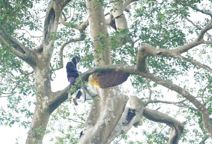 Anh Đinh Hữu Quyết đã tiếp cận được tổ ong mật - Ảnh: X.V